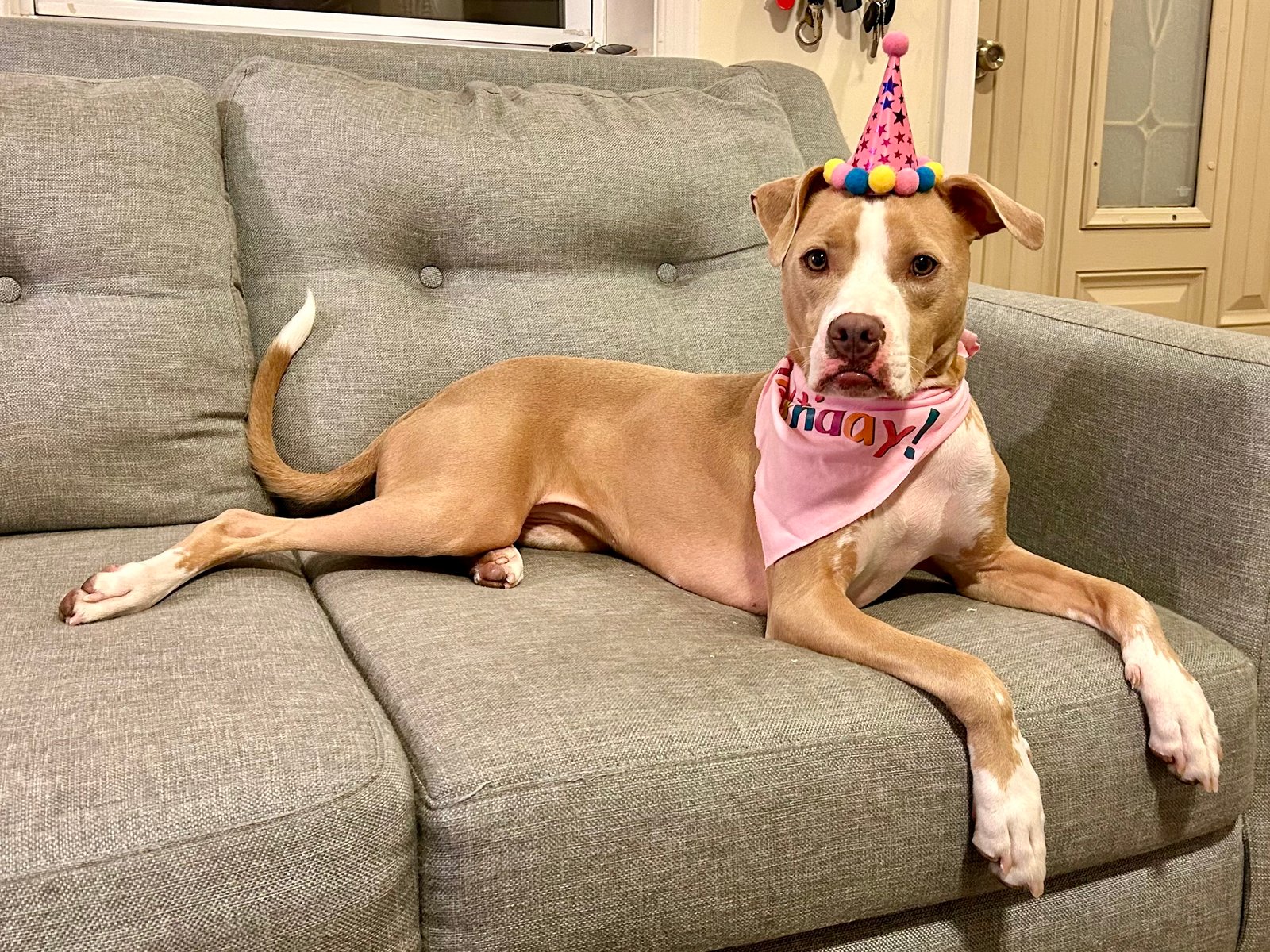 Dog care in Philadelphia